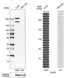 Anti-MYOF Antibody