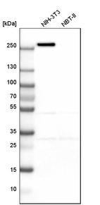 Western blot analysis in mouse cell line NIH-3T3 and rat cell line NBT-II.