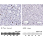 Immunohistochemistry analysis in human stomach and liver tissues using HPA014246 antibody. Corresponding GHRL RNA-seq data are presented for the same tissues.