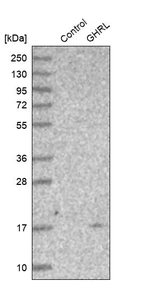 Western blot analysis in control (vector only transfected HEK293T lysate) and GHRL over-expression lysate (Co-expressed with a C-terminal myc-DDK tag (~3.1 kDa) in mammalian HEK293T cells, LY402547).