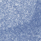Immunohistochemical staining of human tonsil shows no positivity in non-germinal center cells as expected.