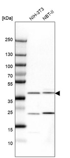 Western blot analysis in mouse cell line NIH-3T3 and rat cell line NBT-II.