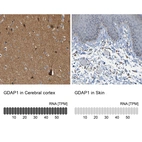 Anti-GDAP1 Antibody