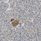 Immunohistochemical staining of human pancreas shows strong cytoplasmic granular positivity in exocrine glandular cells.