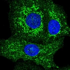 Immunofluorescent staining of human cell line A549 shows localization to cytosol & mitochondria.