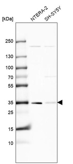 Western blot analysis in human cell line NTERA-2 and human cell line SH-SY5Y.