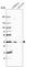 Anti-KCTD10 Antibody