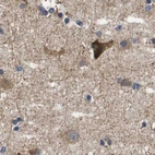 Immunohistochemical staining of human cerebral cortex using Anti-MARCH7 antibody HPA014275.