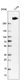 Anti-LRRK2 Antibody