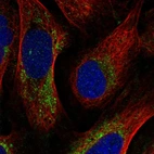Immunofluorescent staining of human cell line U-2 OS shows localization to mitochondria.