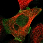 Immunofluorescent staining of human cell line A-431 shows localization to nucleoplasm & cell junctions.
