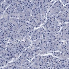 Immunohistochemical staining of human pancreas shows no positivity in exocrine glandular cells as expected.
