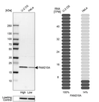 Western blot analysis in human cell lines U2OS and HeLa using Anti-FAM210A antibody. Corresponding FAM210A RNA-seq data are presented for the same cell lines. Loading control: Anti-HSP90B1.