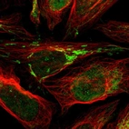 Immunofluorescent staining of human cell line U-2 OS shows localization to nucleoplasm & mitochondria.