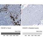Anti-FDCSP Antibody