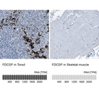 Anti-FDCSP Antibody