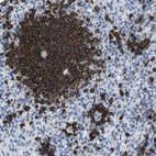 Immunohistochemical staining of human spleen shows strong membranous positivity in cells in white pulp.