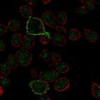 Immunofluorescent staining of human cell line REH shows localization to nucleus & plasma membrane.