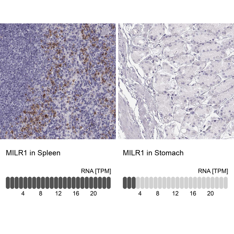 Anti-MILR1 Antibody