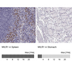 Anti-MILR1 Antibody