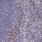 Immunohistochemical staining of human spleen shows high expression.