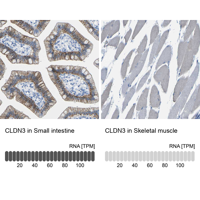 Anti-CLDN3 Antibody