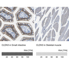 Anti-CLDN3 Antibody