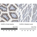 Anti-CLDN3 Antibody