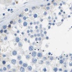 Immunohistochemical staining of human testis using Anti-MS4A1 antibody HPA014391.