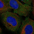 Anti-GJB7 Antibody