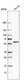 Anti-NEMP1 Antibody