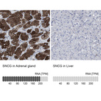 Anti-SNCG Antibody