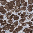 Immunohistochemical staining of human adrenal gland shows strong cytoplasmic positivity in glandular cells.