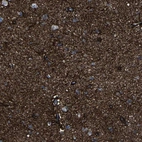 Anti-MSANTD4 Antibody