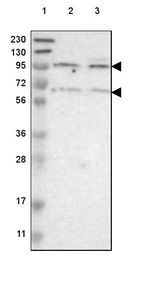 Lane 1: Marker [kDa] 230, 130, 95, 72, 56, 36, 28, 17, 11_br/_Lane 2: Human cell line RT-4_br/_Lane 3: Human cell line U-251 MG