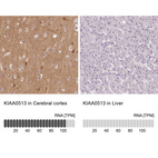 Anti-KIAA0513 Antibody