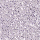 Anti-KIAA0513 Antibody