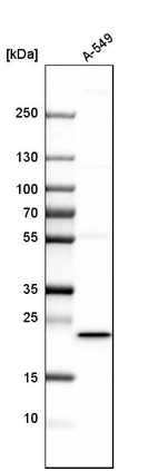 Western blot analysis in human cell line A-549.