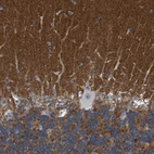 Immunohistochemical staining of human cerebellum shows strong positivity in neuropil.