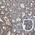 Immunohistochemical staining of human kidney shows moderate to strong cytoplasmic positivity in cells in tubules.