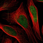 Immunofluorescent staining of human cell line U-2 OS shows localization to nucleoplasm.