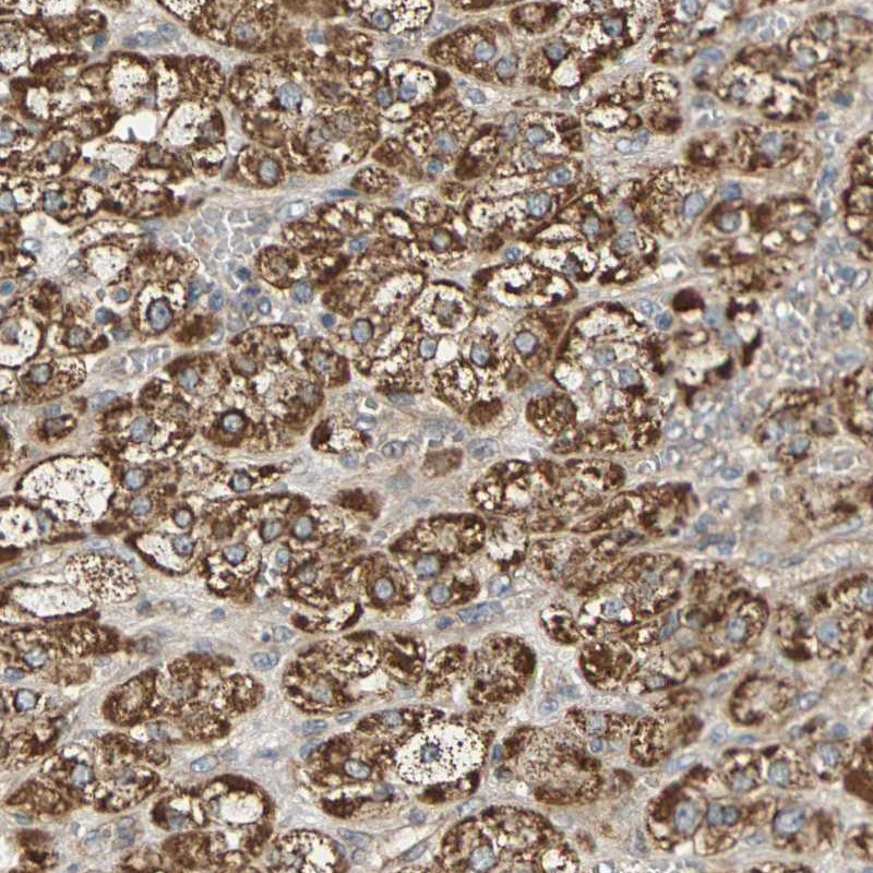 Anti-PCDHB4 Antibody