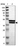 Anti-KLHDC8B Antibody