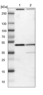 Lane 1: NIH-3T3 cell lysate (Mouse embryonic fibroblast cells)_br/_Lane 2: NBT-II cell lysate (Rat Wistar bladder tumour cells)