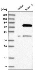 Western blot analysis in control (vector only transfected HEK293T lysate) and GIMAP8 over-expression lysate (Co-expressed with a C-terminal myc-DDK tag (~3.1 kDa) in mammalian HEK293T cells, LY406278).
