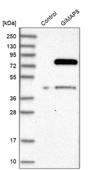 Western blot analysis in control (vector only transfected HEK293T lysate) and GIMAP8 over-expression lysate (Co-expressed with a C-terminal myc-DDK tag (~3.1 kDa) in mammalian HEK293T cells, LY406278).