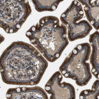 Immunohistochemical staining of human small intestine shows strong cytoplasmic positivity in glandular cells.
