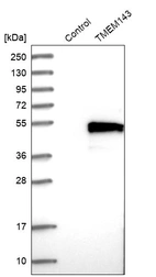 Western blot analysis in control (vector only transfected HEK293T lysate) and TMEM143 over-expression lysate (Co-expressed with a C-terminal myc-DDK tag (~3.1 kDa) in mammalian HEK293T cells, LY413169).