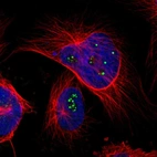 Immunofluorescent staining of human cell line U-251 MG shows localization to nucleoli fibrillar center.