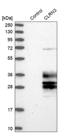 Western blot analysis in control (vector only transfected HEK293T lysate) and CLRN3 over-expression lysate (Co-expressed with a C-terminal myc-DDK tag (~3.1 kDa) in mammalian HEK293T cells, LY407638).